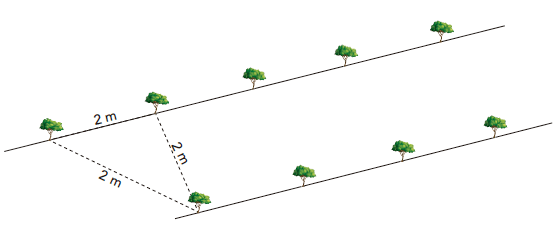 Plantação de árvores em retas paralelas, com distância 2 metros entre as plantas